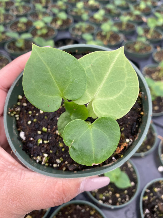 Anthurium clarinervium seedling