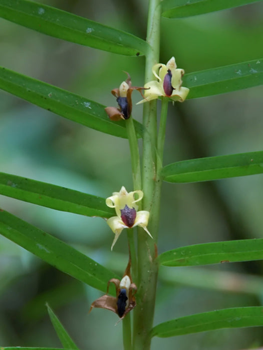 Maxillaria cassapensis