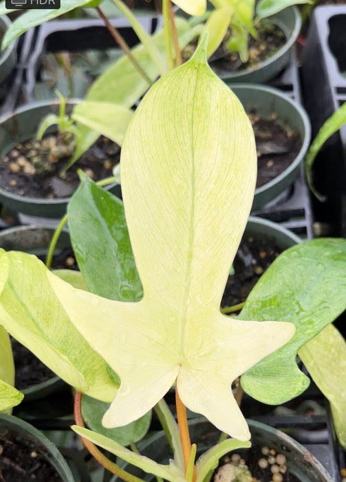 Philodendron Florida Ghost - seedling