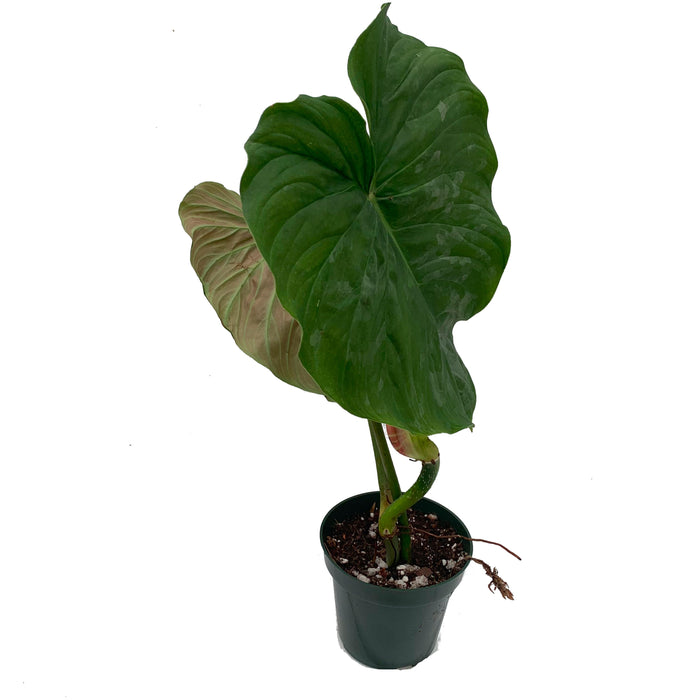 Philodendron Majestic seedling
