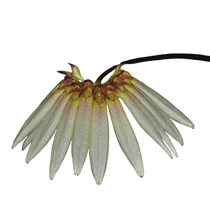 Bulbophyllum cumingii var. flavences
