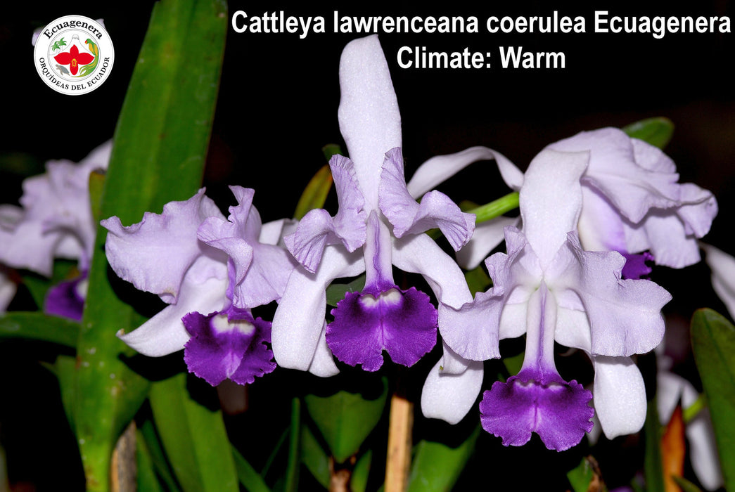 Cattleya lawrenceana coerulea 'Ecuagenera'
