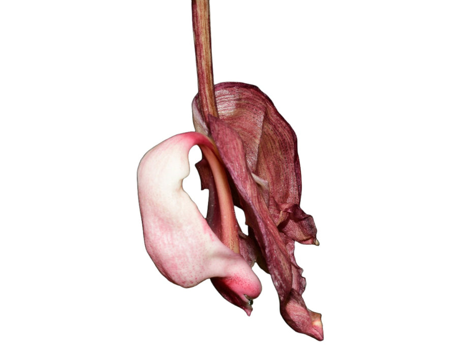 Coryhopea Ecuagenera