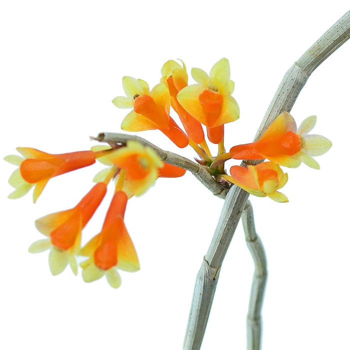 Dendrobium subclausum