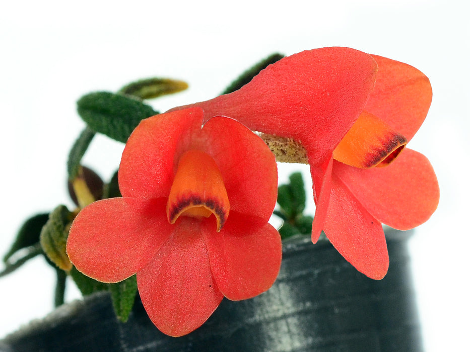 Dendrobium cuthbersonii orange x pink