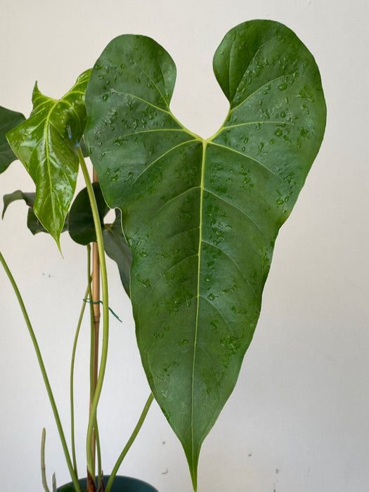 Anthurium sp Pailon - Big leaf