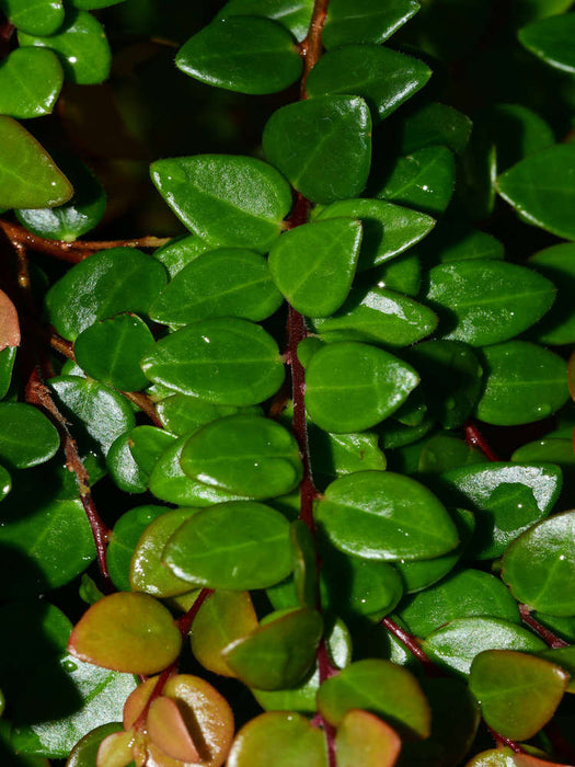 Sphyrospermum buxifolium