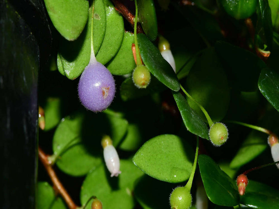 Sphyrospermum buxifolium