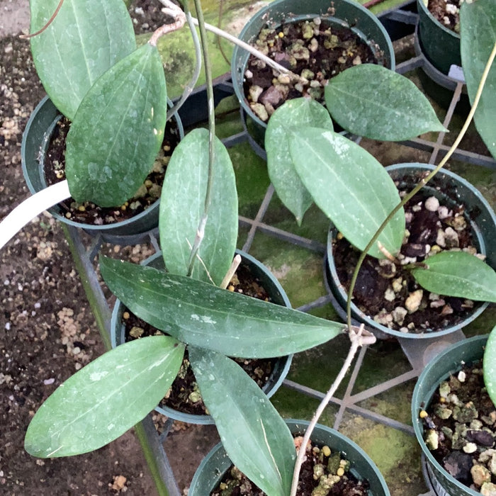Hoya cinnamomifolia (UT057)