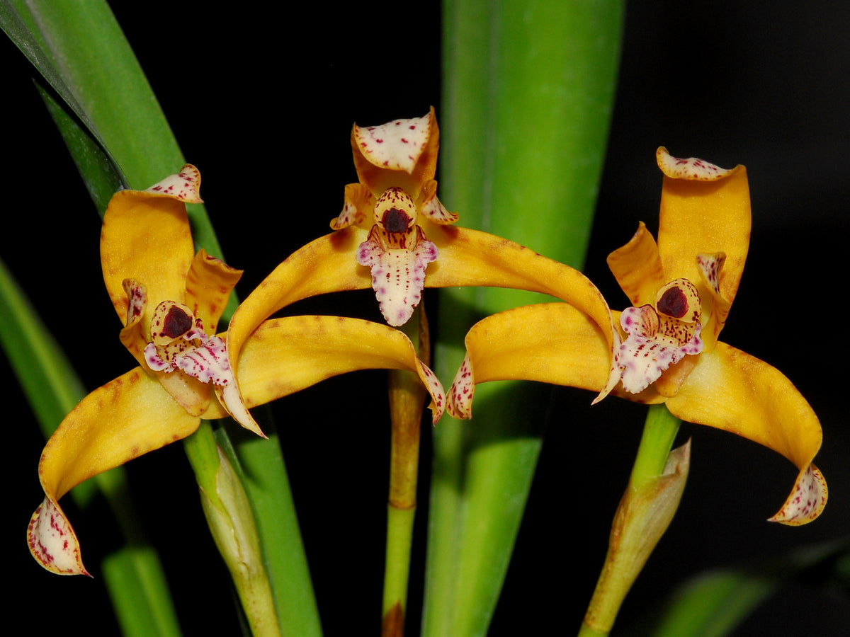 Brasiliorchis — Ecuagenera USA Corp