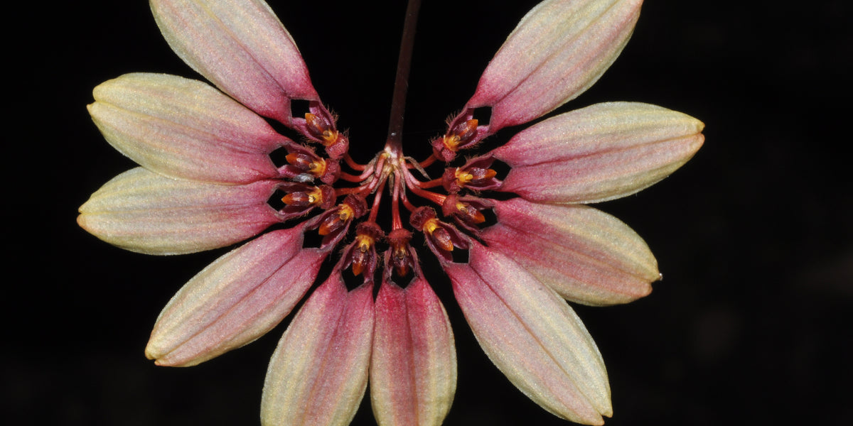 Bulbophyllum — Ecuagenera USA Corp