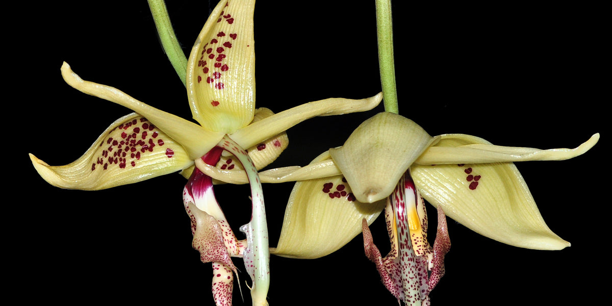 Embreea — Ecuagenera USA Corp