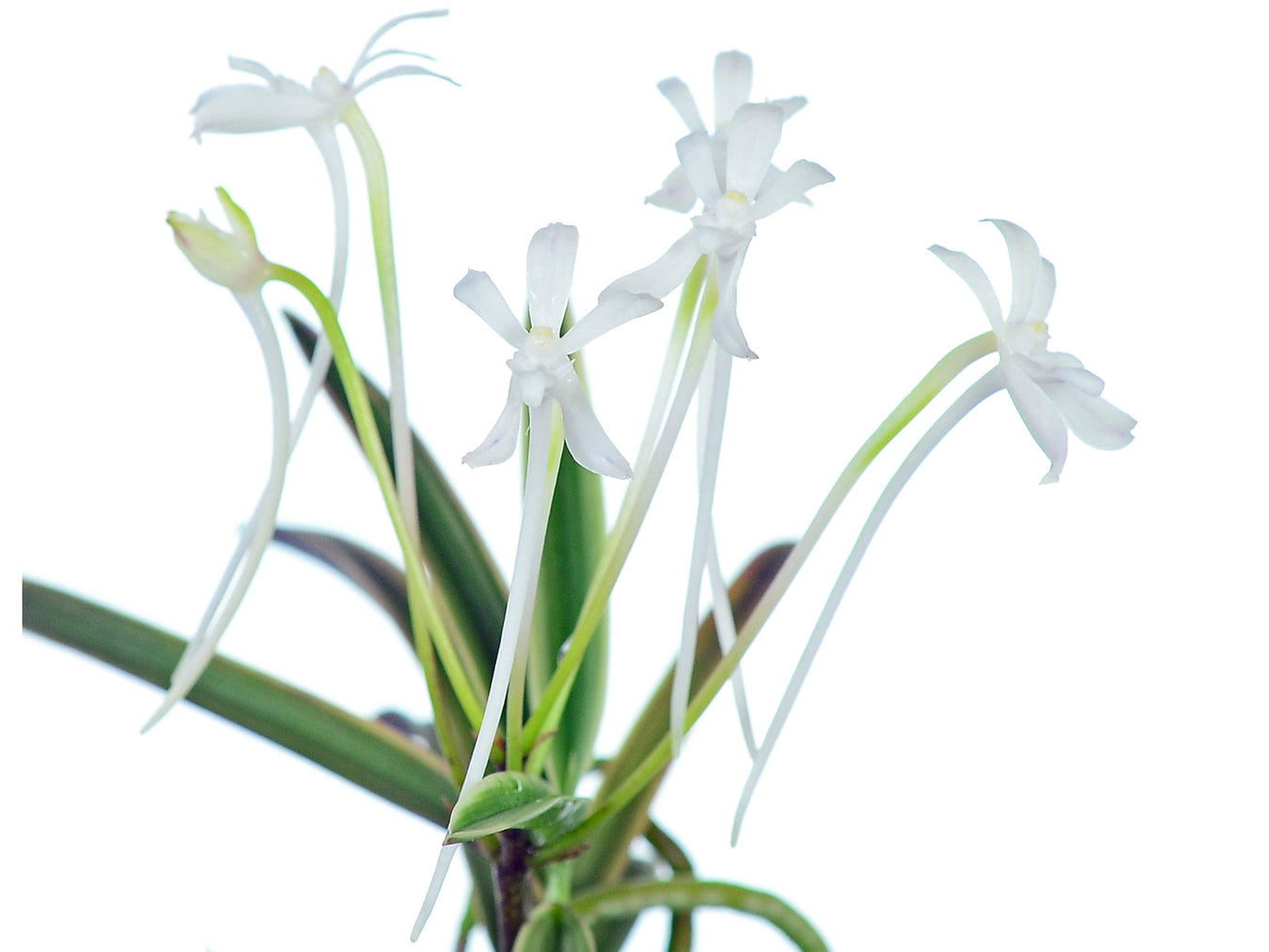 Neofinetia