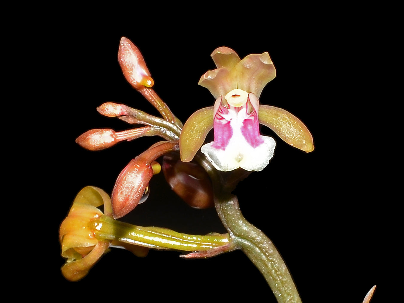 Oeceoclades