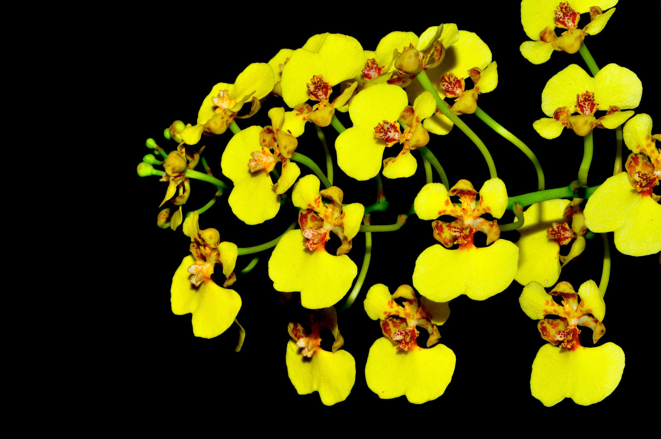 Oncidium