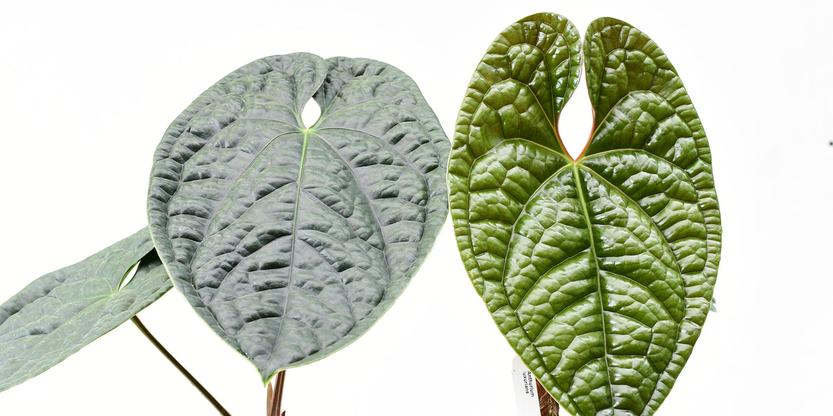 Anthurium — Ecuagenera USA Corp