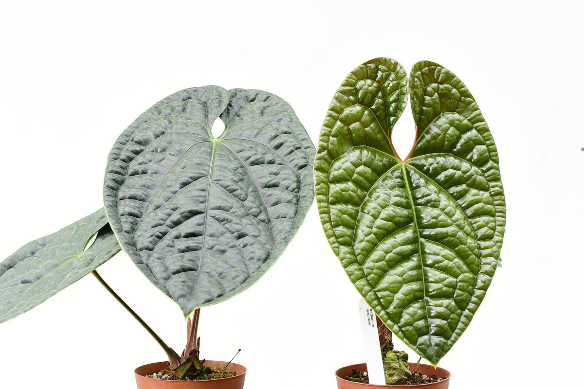 Anthurium — Ecuagenera USA Corp