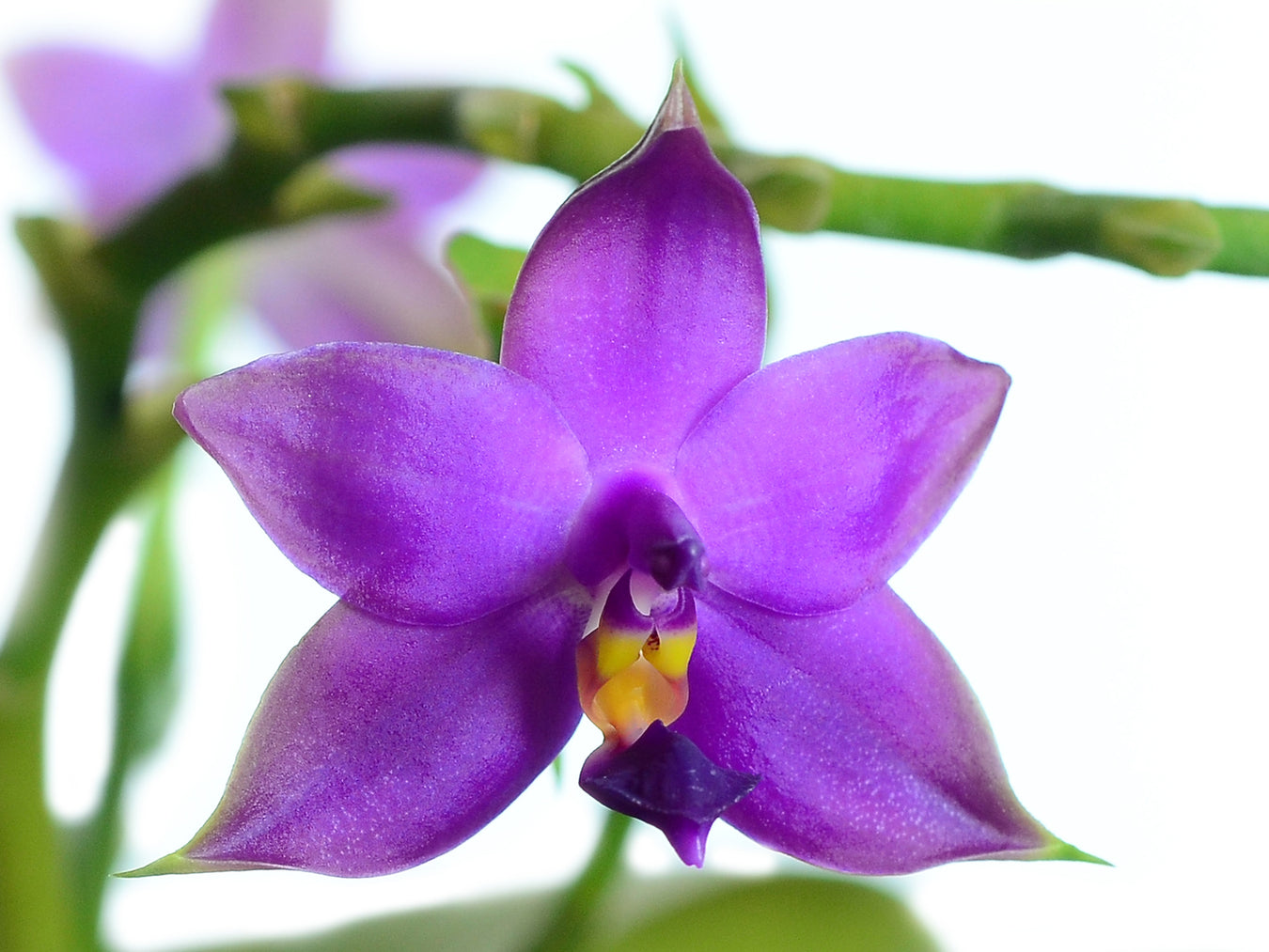 Phalaenopsis