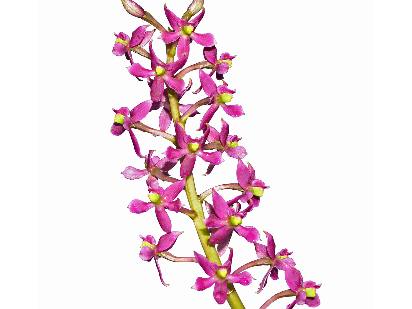 Prosthechea