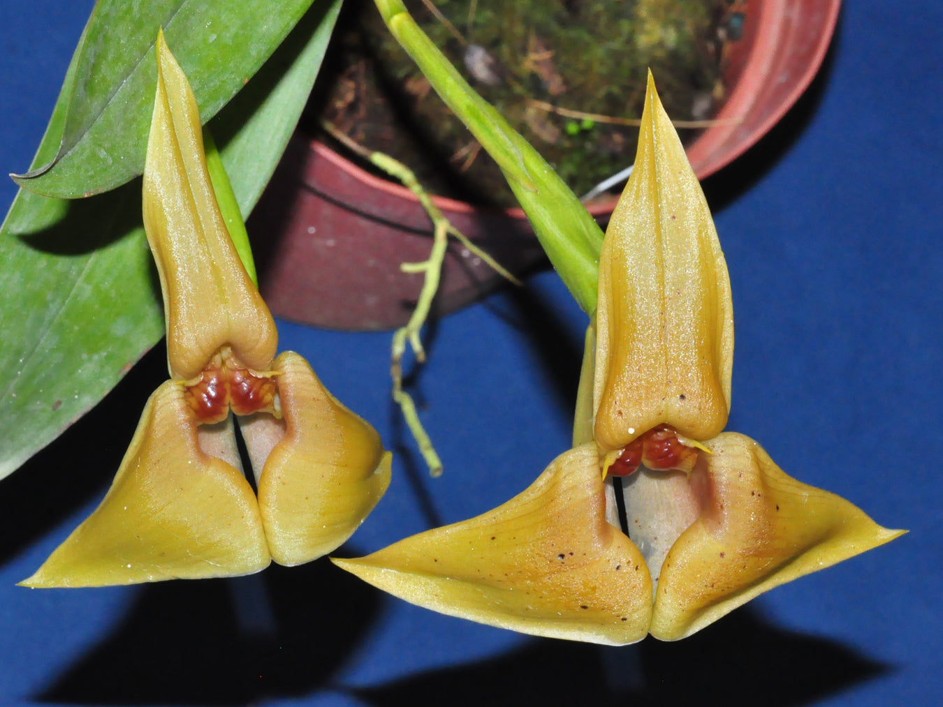 Trigonidium