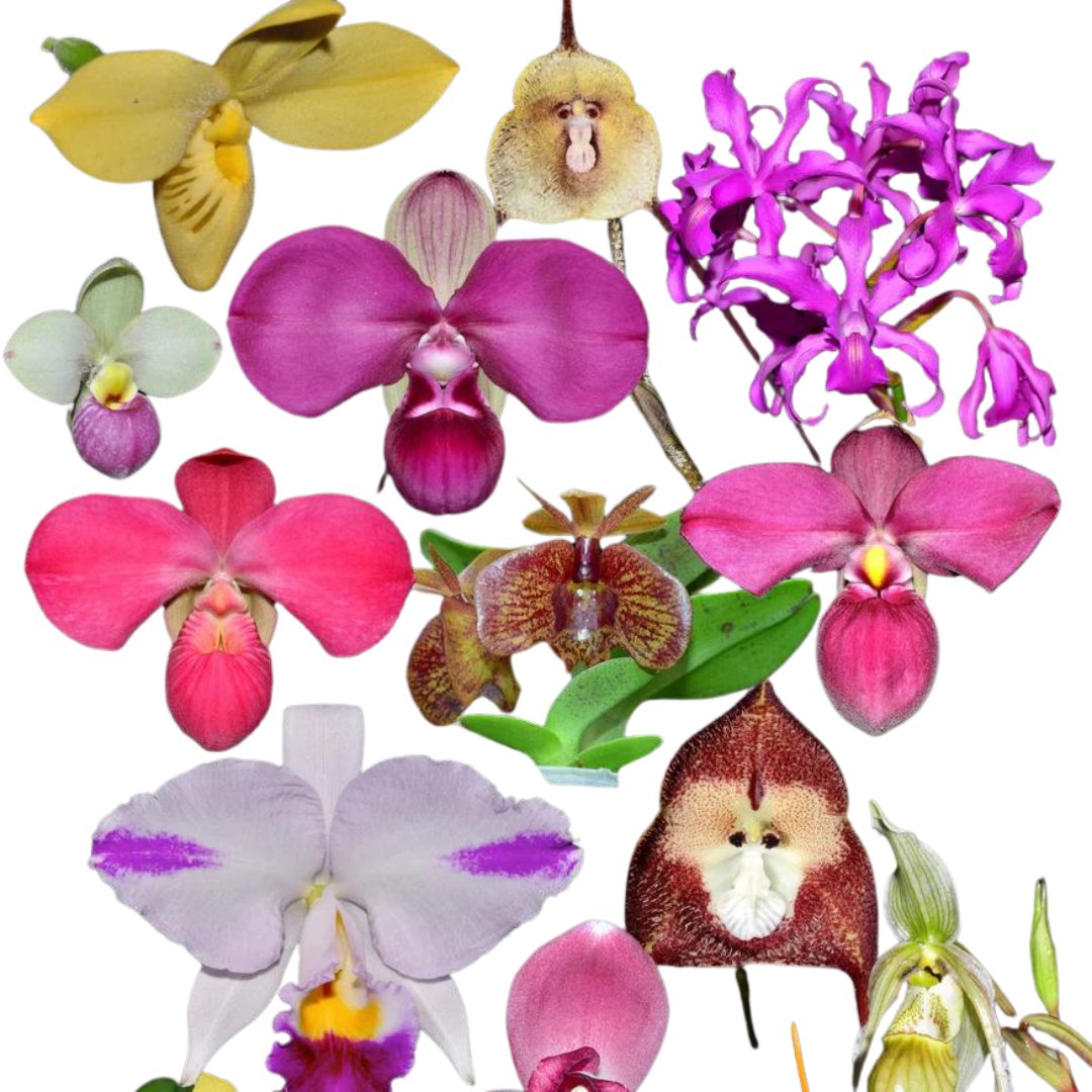 Orchids — Page 16 — Ecuagenera USA Corp
