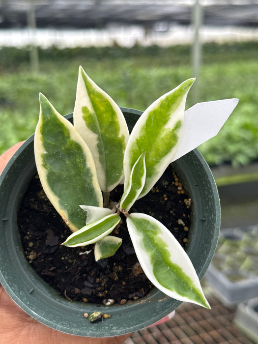 Hoya Suzie