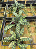 Calathea lancifolia