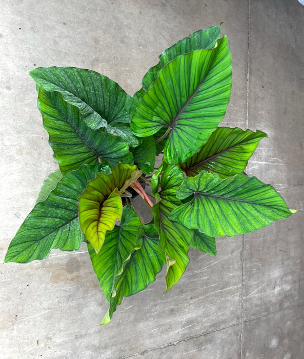 Adelonema Red Velvet s
