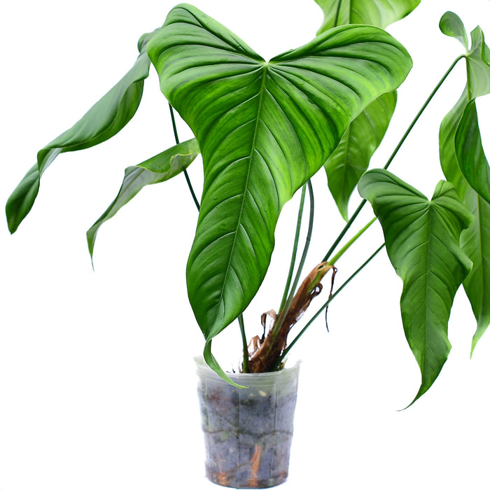 Philodendron sp ‘Colon’ 2