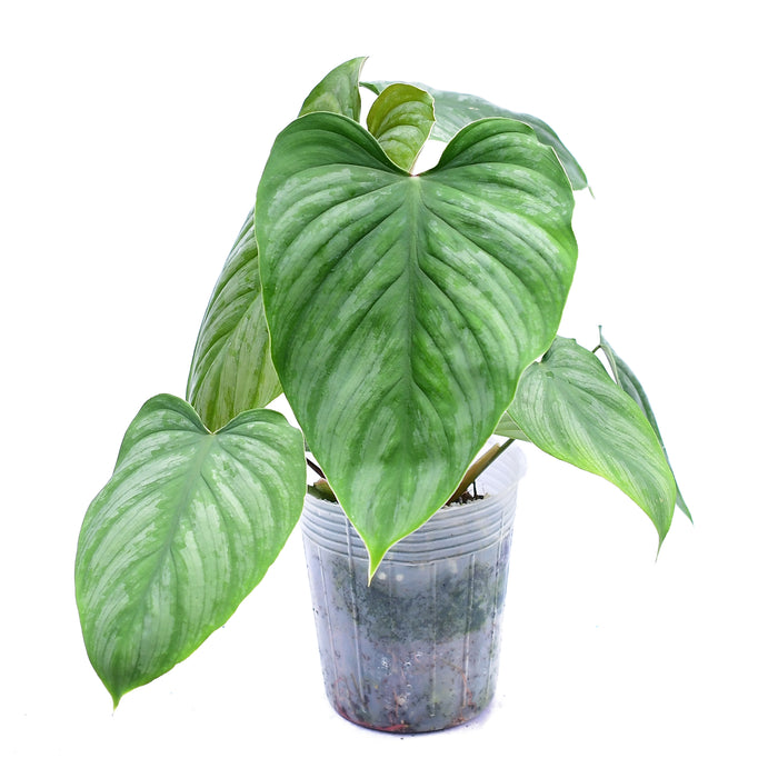 Philodendron mamei x Philodendron lynami