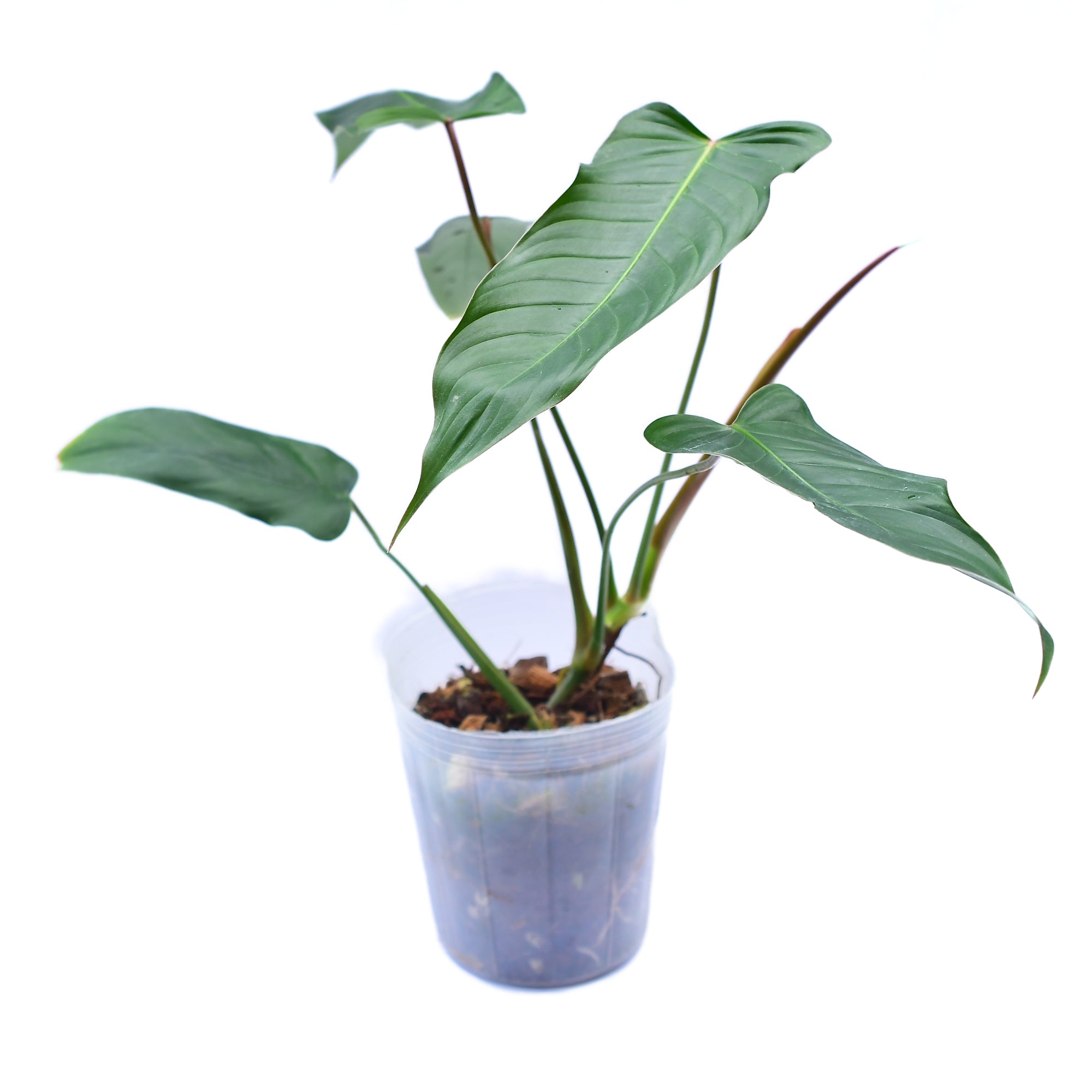 philodendron delage mm17 Philodendron Jorge's Legend — Ecuagenera USA Corp