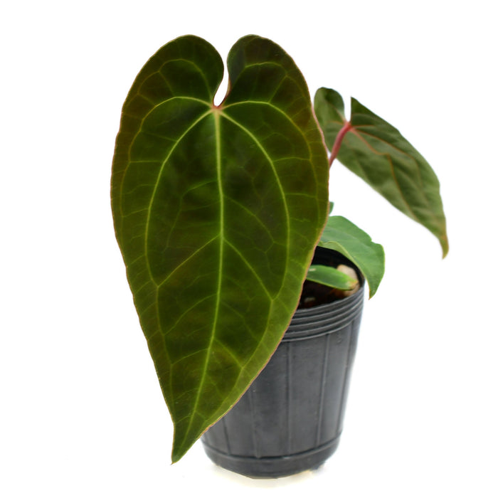 Anthurium Velvet Abyss (S)
