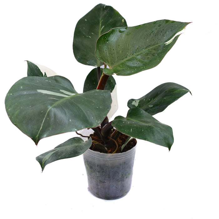 Philodendron White Princess