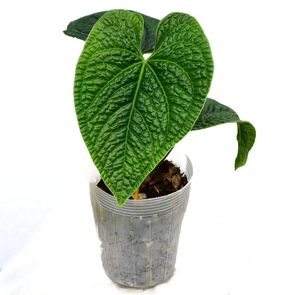 Anthurium Splendidum Care Guide + Repotting