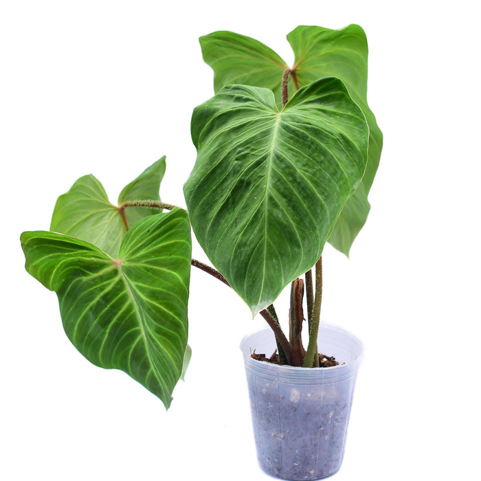 philodendron verrucosum varieties Philodendron verrucosum J.C.L. — Ecuagenera USA Corp
