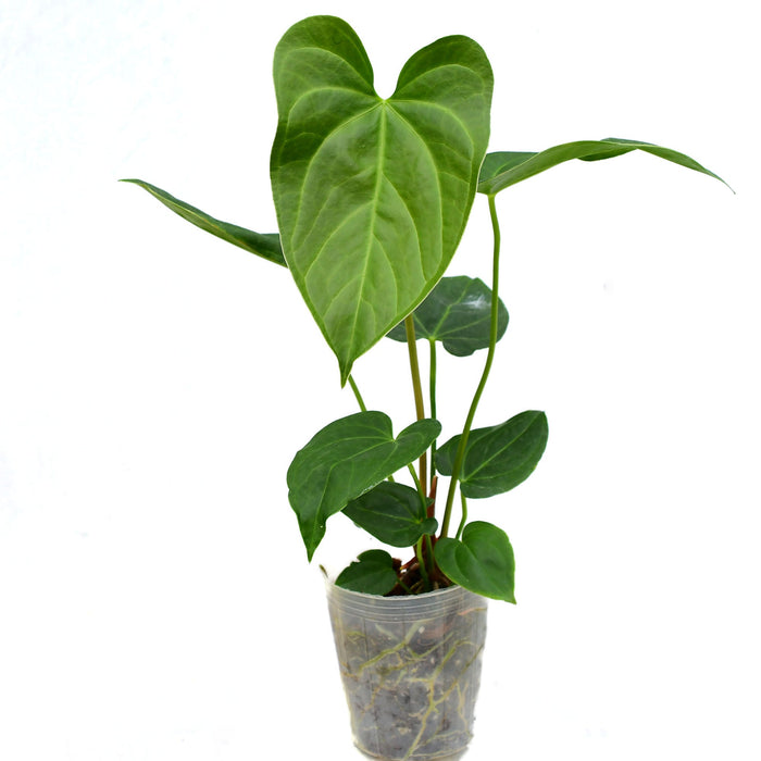 anthurium falcatum for sale Anthurium Magnificent Flintstone — Ecuagenera USA Corp