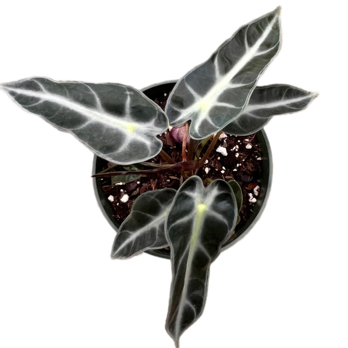 Alocasia Bambino - seedling