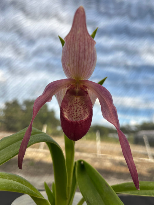 Phragmipedium Belle Hougue Point