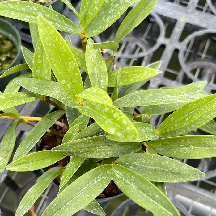 Dendrobium kingianum