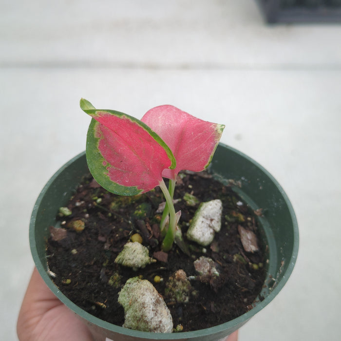 Aglaonema 'Latosolic Red'