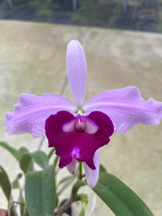 Laeliocattleya Susana x Speciosisima