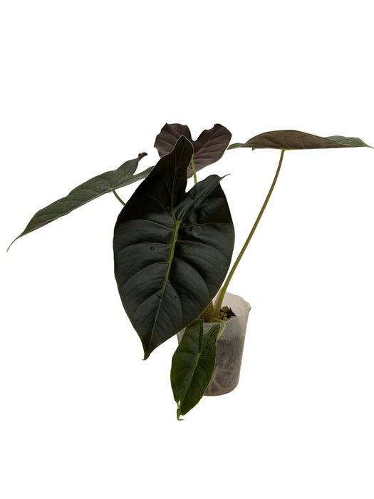 Alocasia 'Golden Bone'