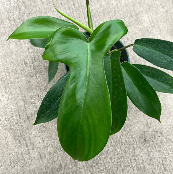 Philodendron bipennifolium