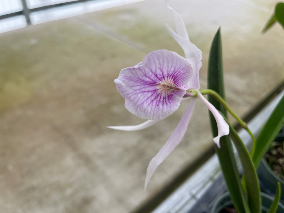 Brassocattleya Morning Glory 'Flamea'