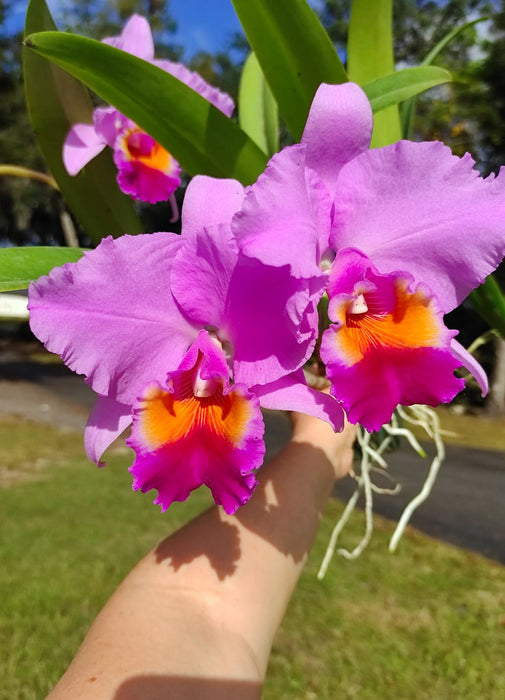 Brassolaeliocattleya Kattya Sark Full Soil