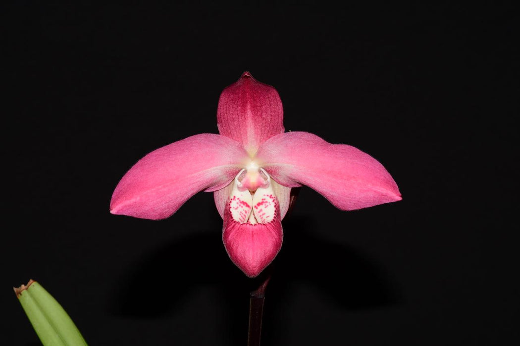 Phragmipedium Super Besseae