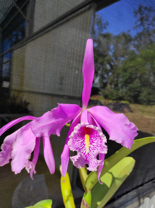 Cattleya maxima Ecua 00139 x Ecua 00138