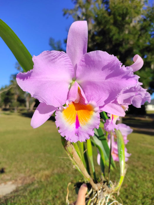 Rhyncholaeliocattleya Mishima Luminous x Mahina Yahiro