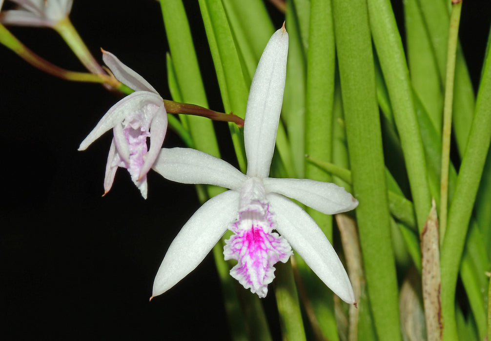 Cattleya lundii