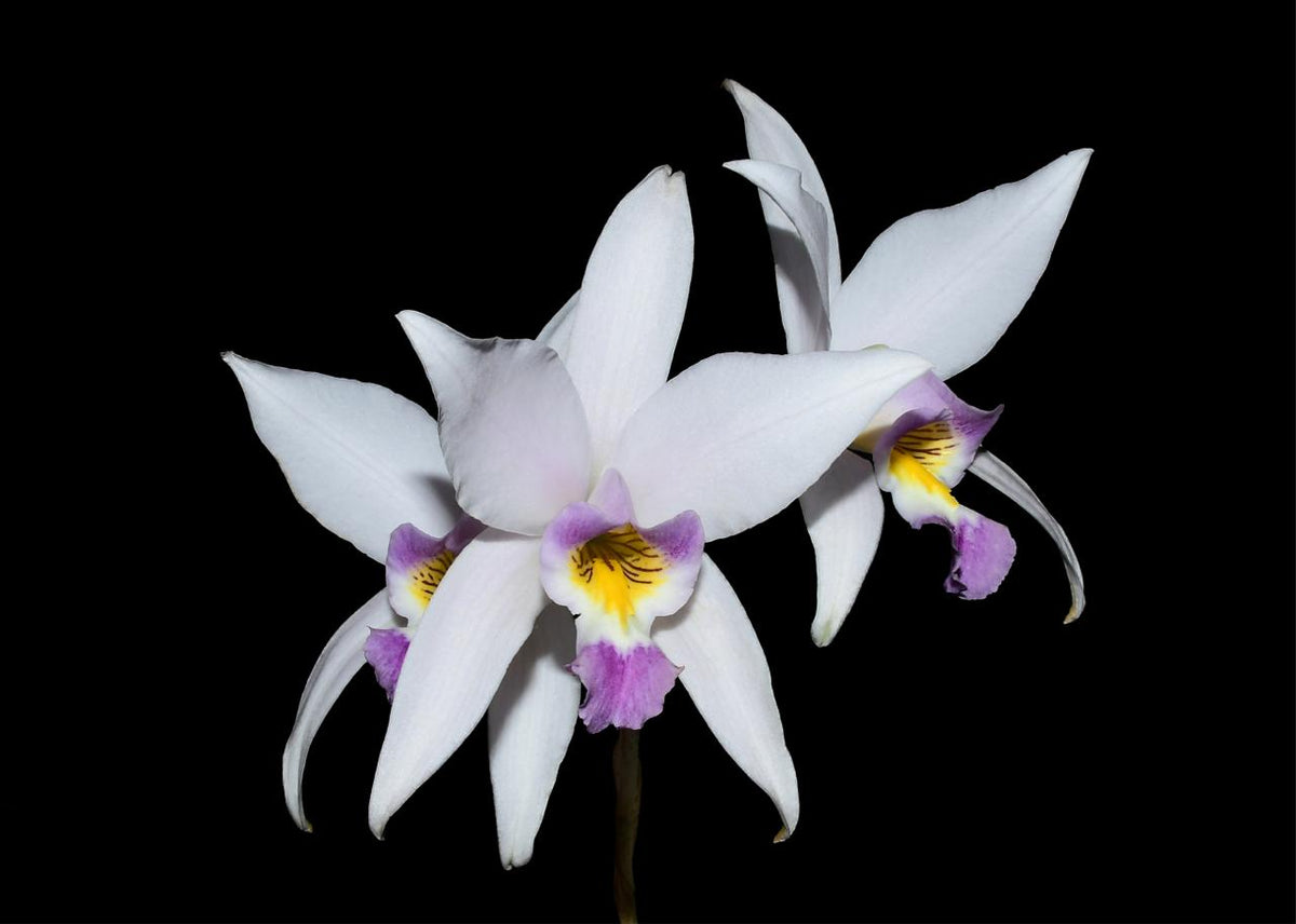 Laelia anceps coerulea